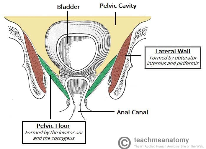 Diagram of female pelvic floor muscles, bladder and urethra support system