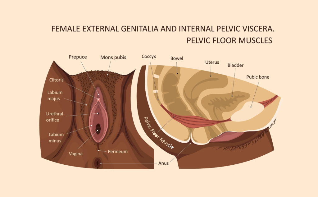 Diagram of the female pelvic floor muscles and anatomy showing the foundation of pelvic floor health and core stability.